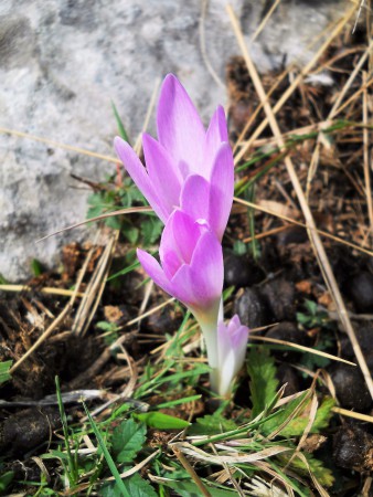 Colchicum